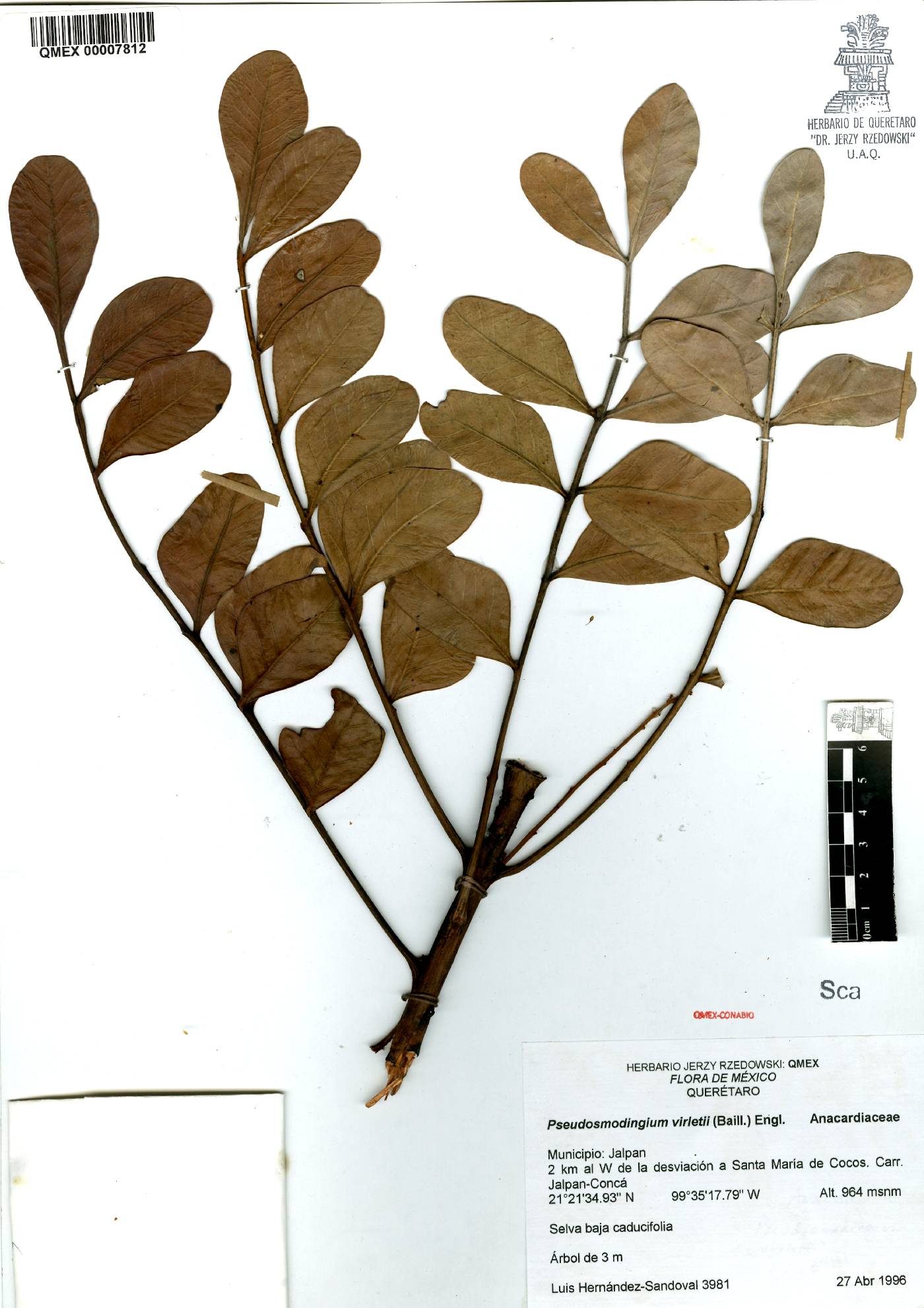 Pseudosmodingium virletii image