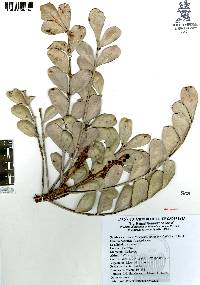 Pseudosmodingium virletii image