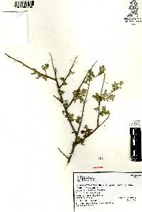 Rhus microphylla image