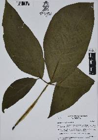 Syngonium neglectum image