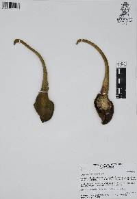 Syngonium neglectum image