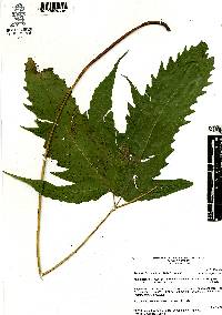 Tectaria heracleifolia image