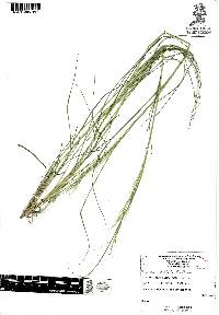 Trisetum virletii image