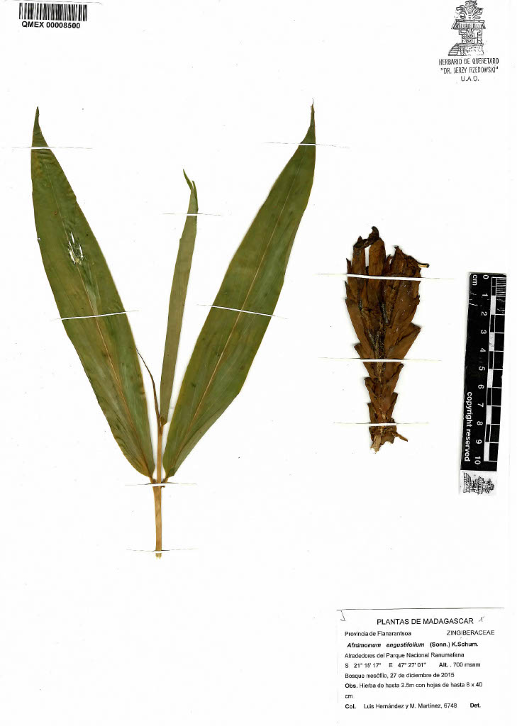 Aframomum angustifolium image