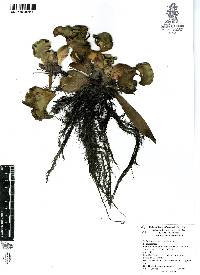 Eichhornia crassipes image