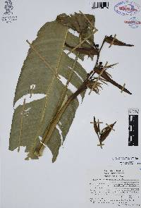 Heliconia schiedeana image
