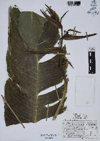 Heliconia schiedeana image