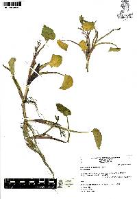 Heteranthera peduncularis image