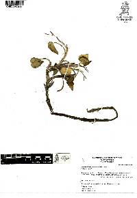 Heteranthera peduncularis image
