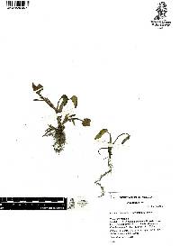 Heteranthera peduncularis image