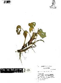 Heteranthera peduncularis image