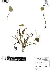 Heteranthera peduncularis image