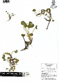 Heteranthera reniformis image