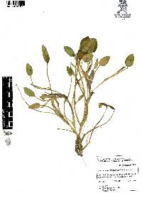 Heteranthera rotundifolia image