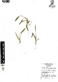 Heteranthera rotundifolia image
