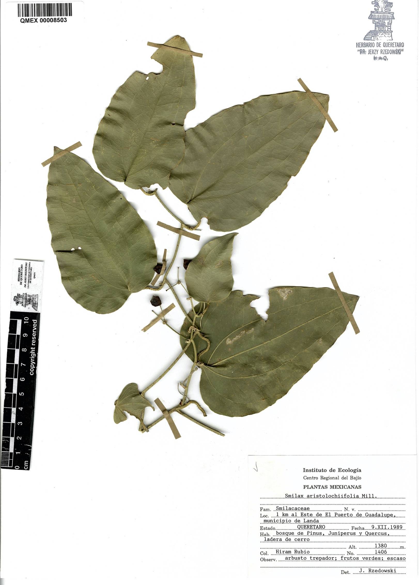 Smilax aristolochiifolia image