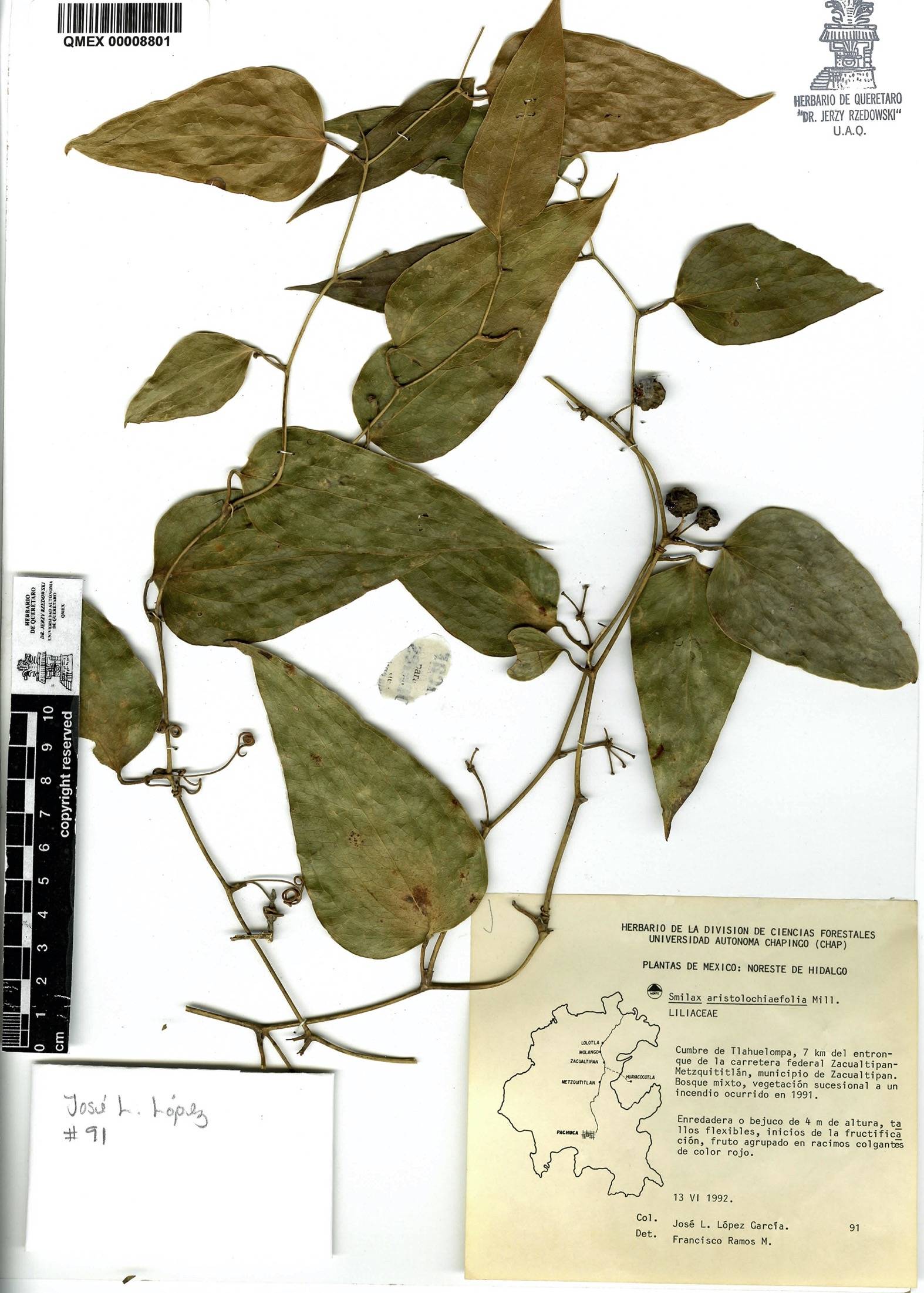 Smilax aristolochiifolia image