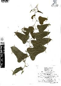 Smilax aristolochiifolia image