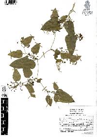 Smilax aristolochiifolia image