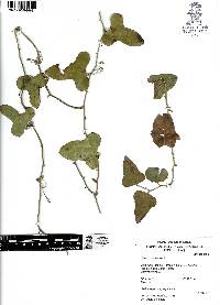 Smilax bona-nox image