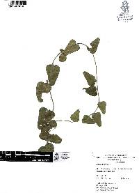 Smilax bona-nox image