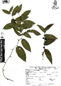 Smilax mollis image