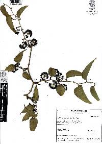 Smilax moranensis image