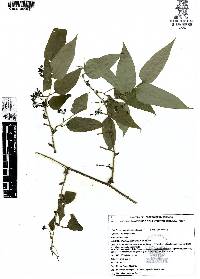 Smilax moranensis image