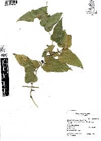 Smilax moranensis image