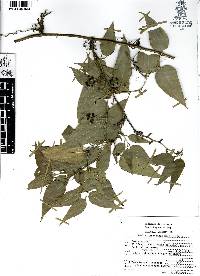 Smilax moranensis image