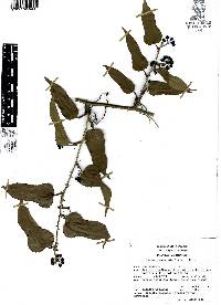Smilax moranensis image