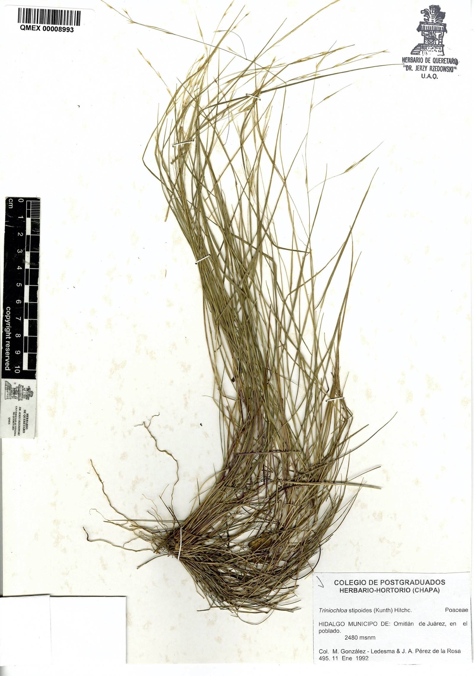 Triniochloa stipoides image