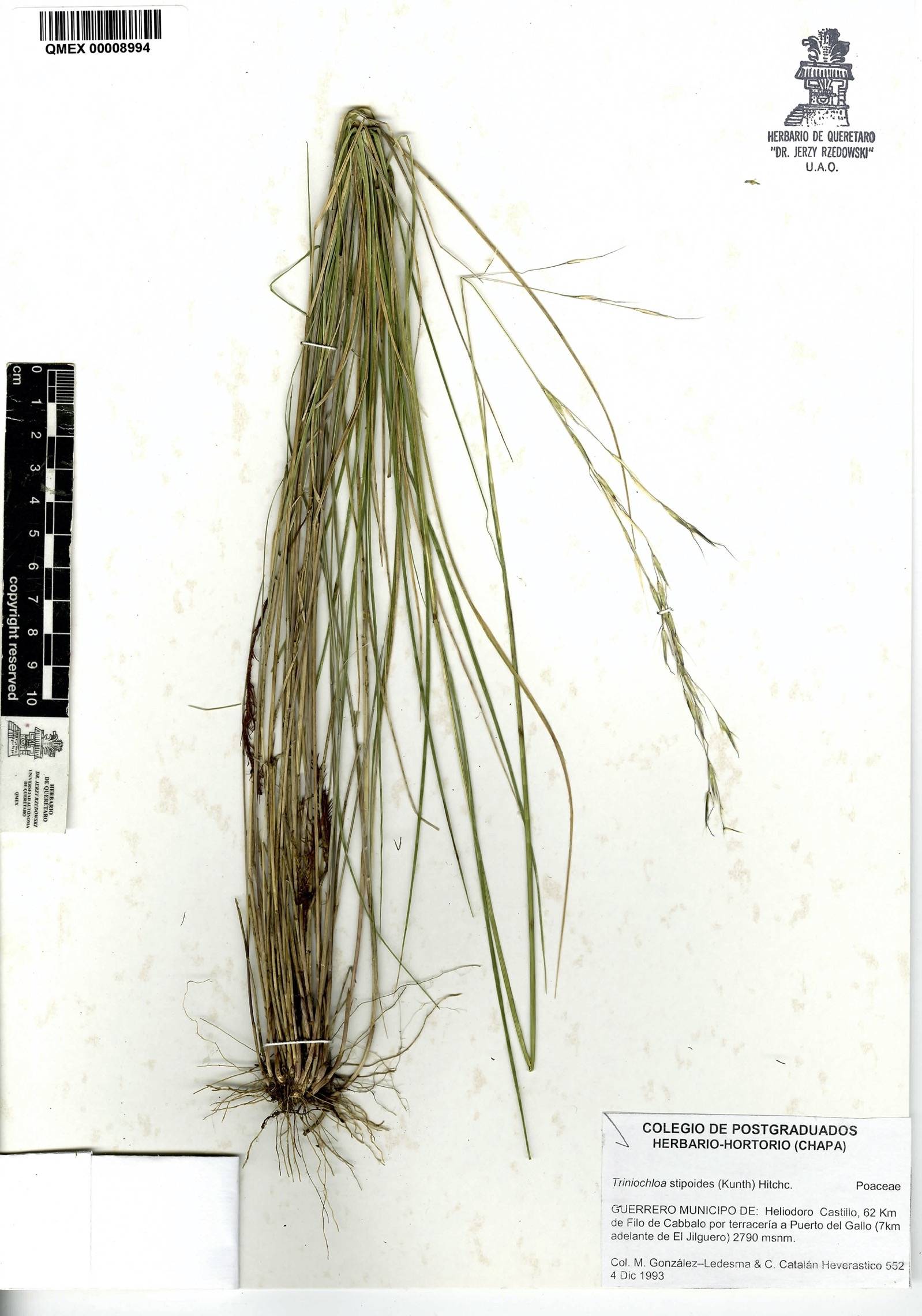 Triniochloa stipoides image