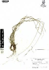 Triniochloa stipoides image