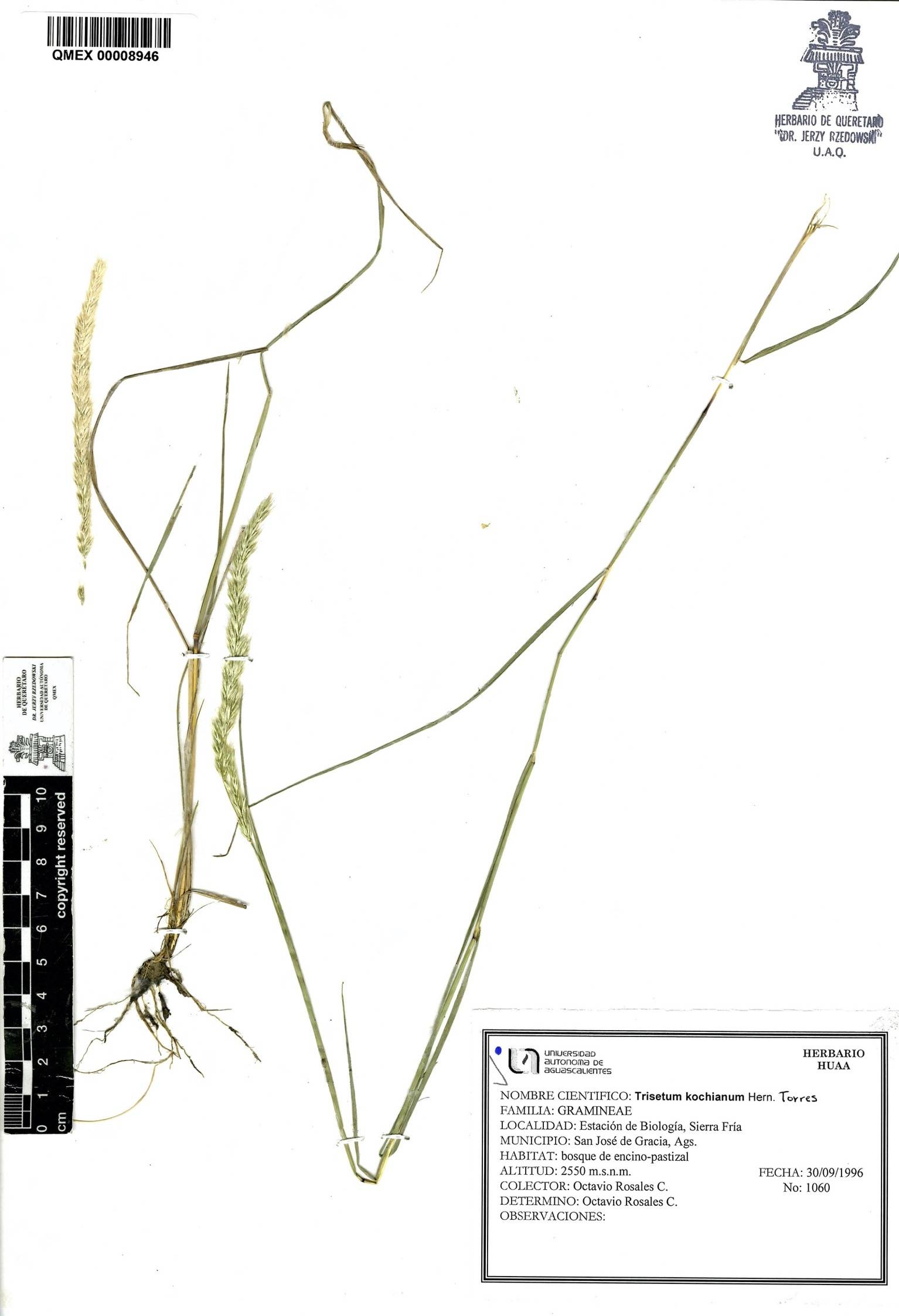 Trisetum kochianum image