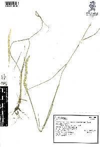 Trisetum kochianum image