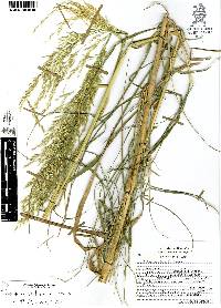 Trisetum virletii image