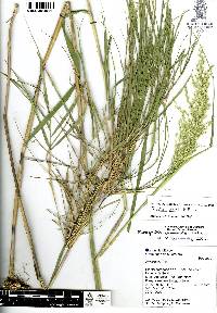 Trisetum virletii image