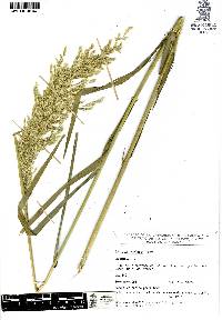 Trisetum virletii image