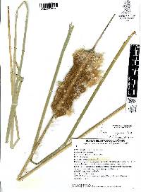 Typha domingensis image