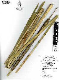 Typha domingensis image