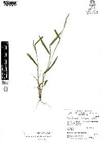 Urochloa meziana image