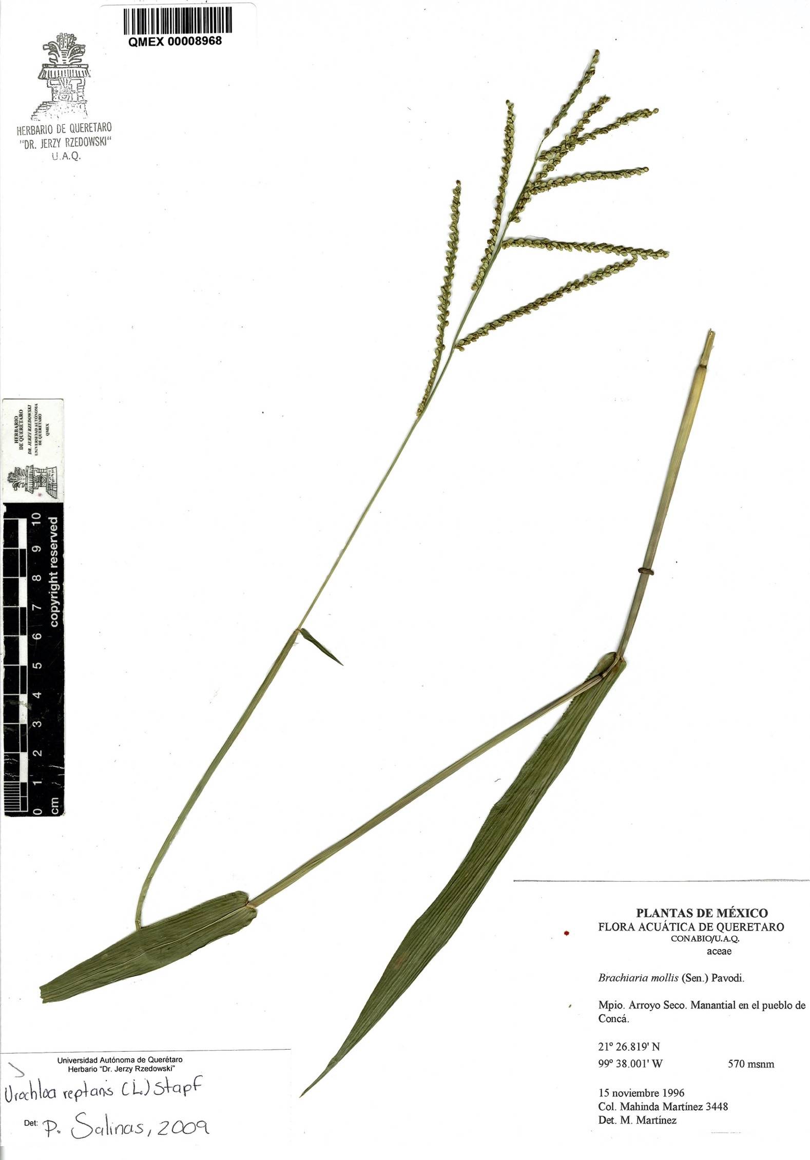 Urochloa reptans image