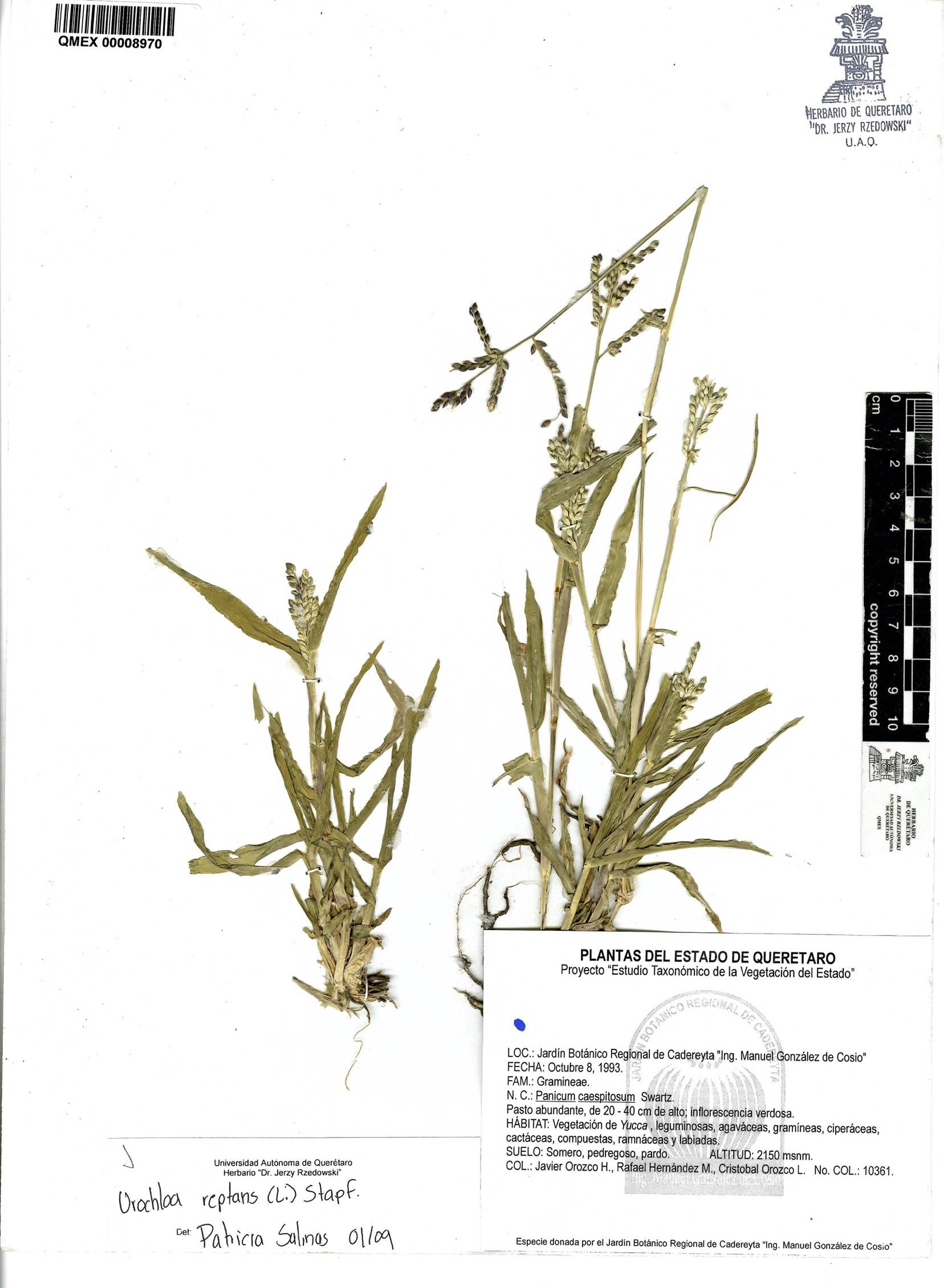 Urochloa reptans image