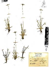 Xyris mexicana image