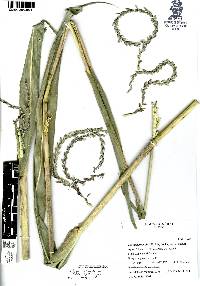 Zea diploperennis image