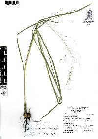 Zuloagaea bulbosa image