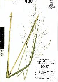 Zuloagaea bulbosa image