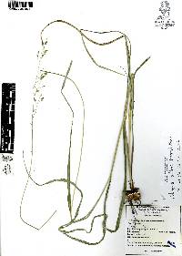 Zuloagaea bulbosa image