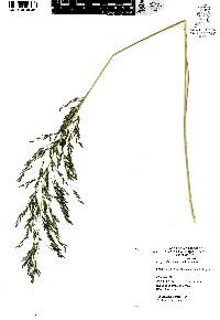 Eragrostis curvula image